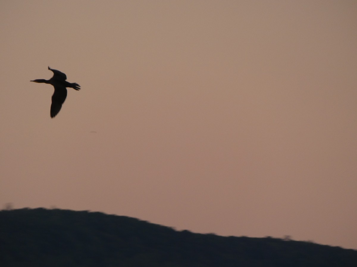 totoppskarv - ML645964372