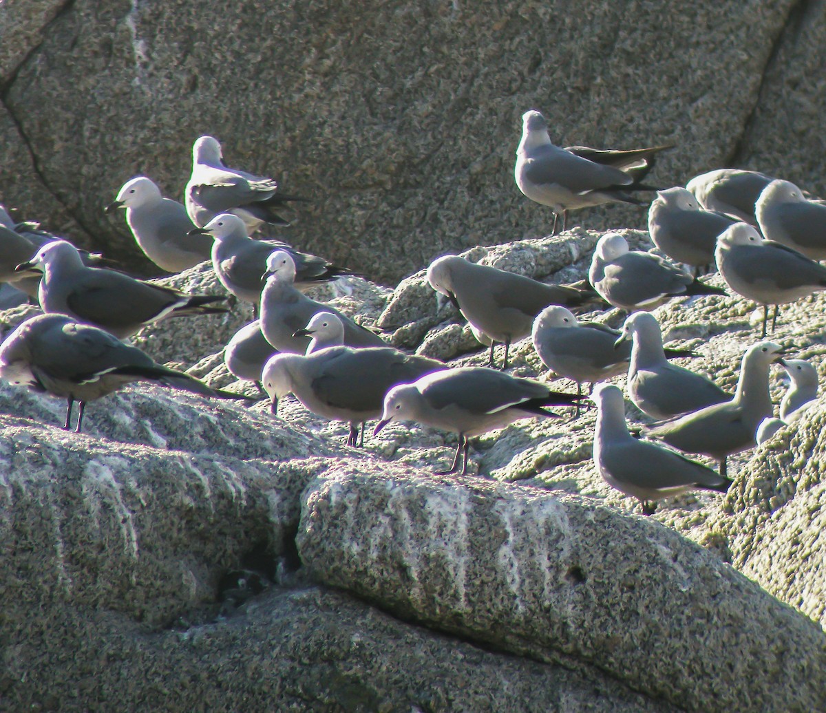 Gray Gull - ML645964374