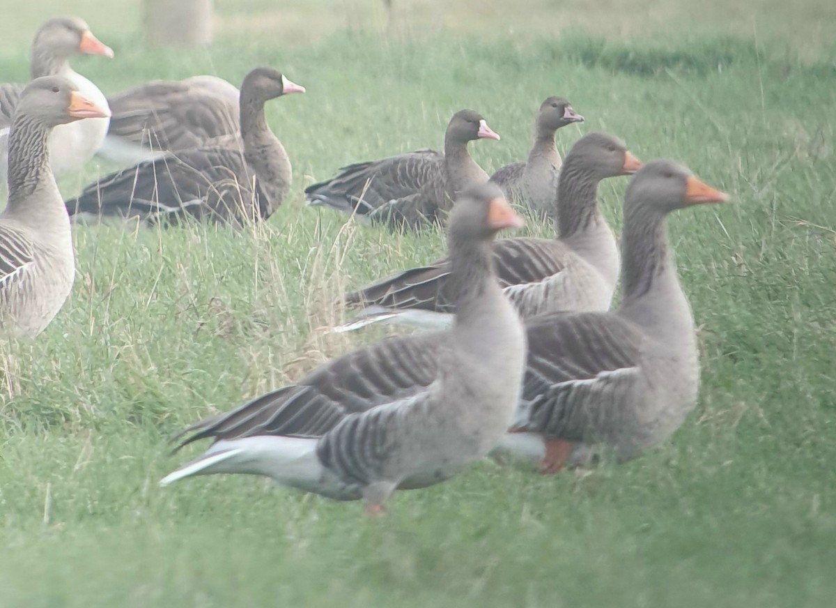 Greater White-fronted Goose - ML645964380