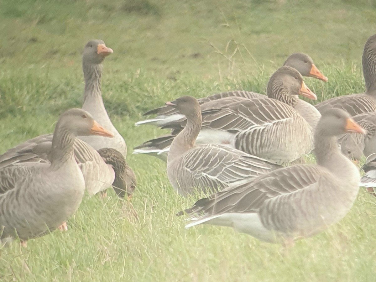 Pink-footed Goose - ML645964383
