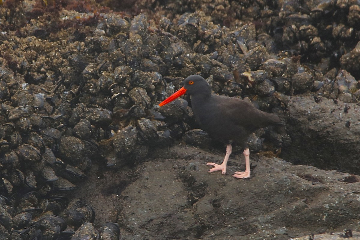 ústřičník západní - ML645964386