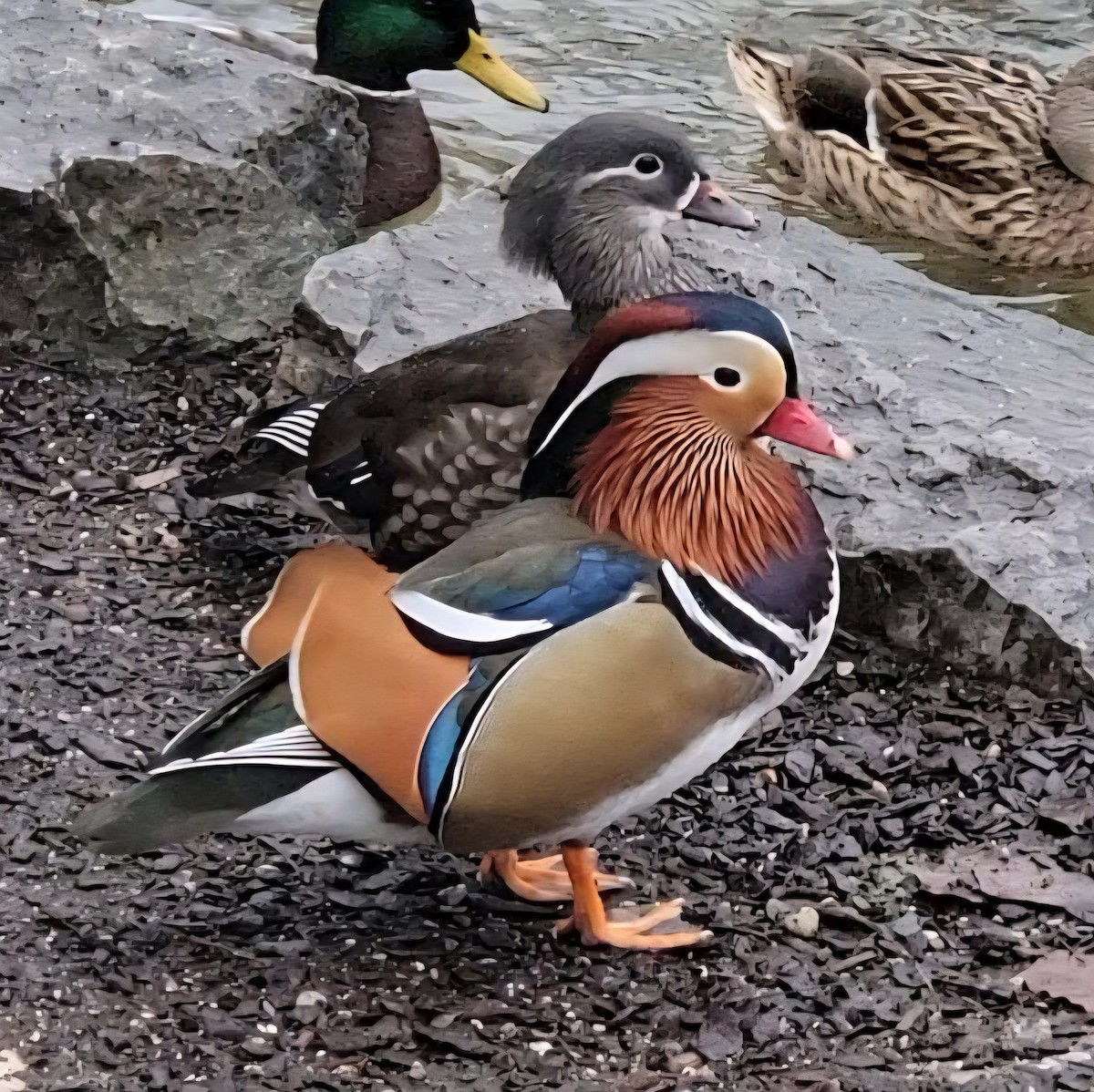 Mandarinente - ML645964393