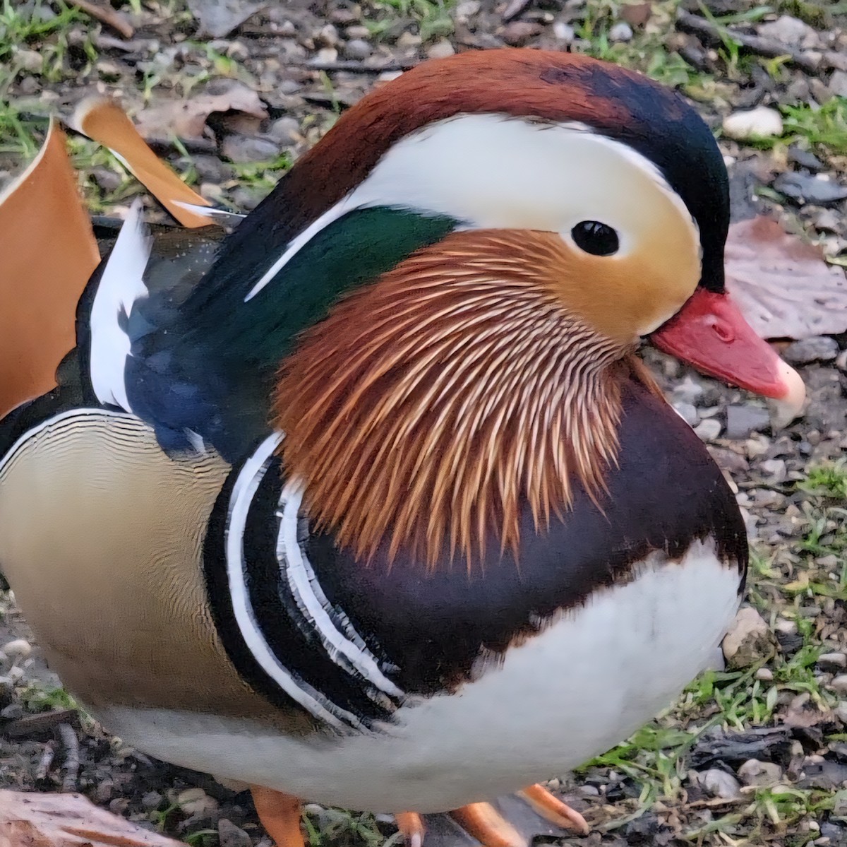 Mandarinente - ML645964395