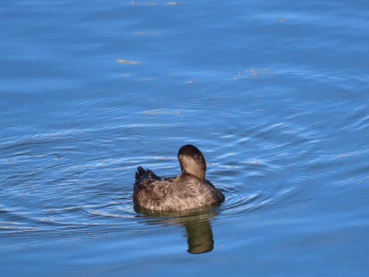 Surf Scoter - ML645964400