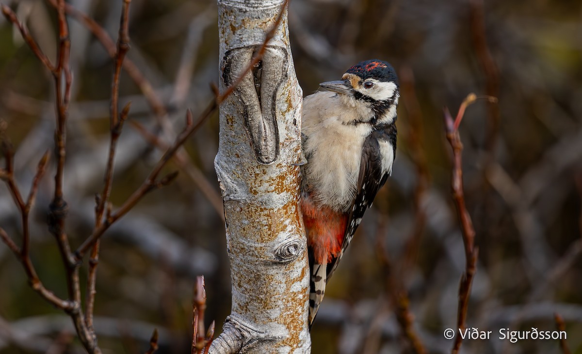 Great Spotted Woodpecker - ML645964401