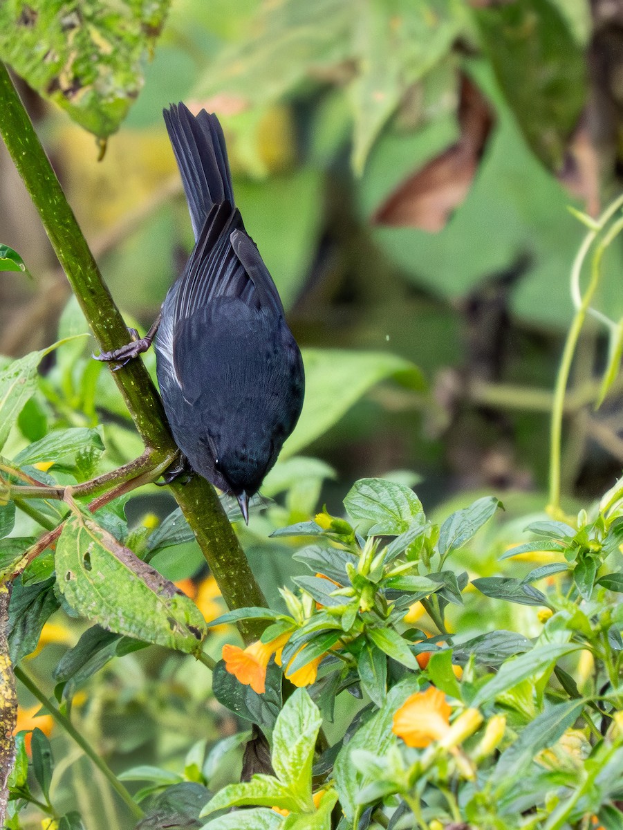 White-sided Flowerpiercer - ML645964409