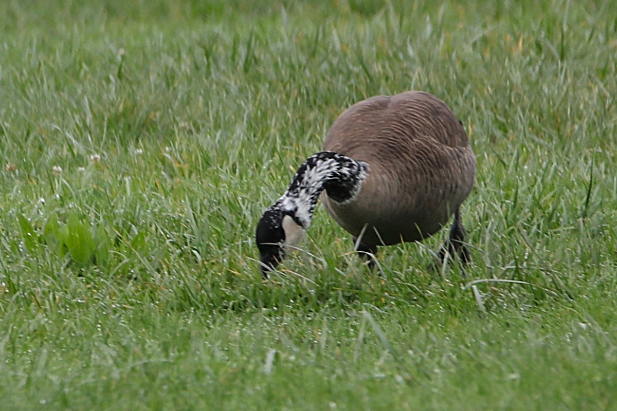 berneška velká - ML645964410