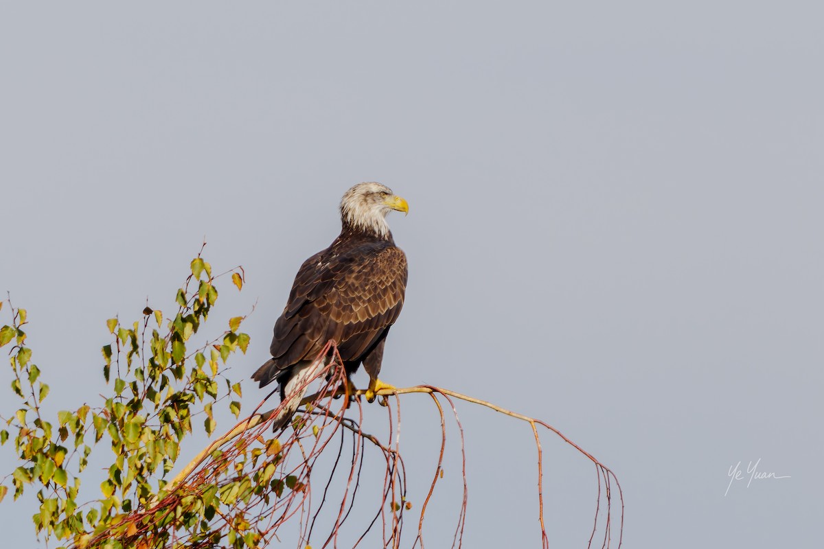 עיטם לבן-ראש - ML645964412