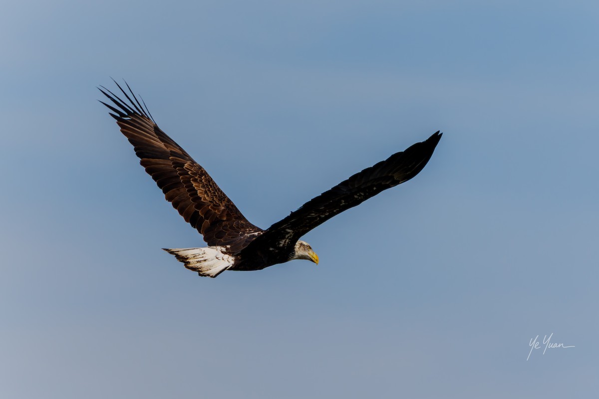 עיטם לבן-ראש - ML645964414