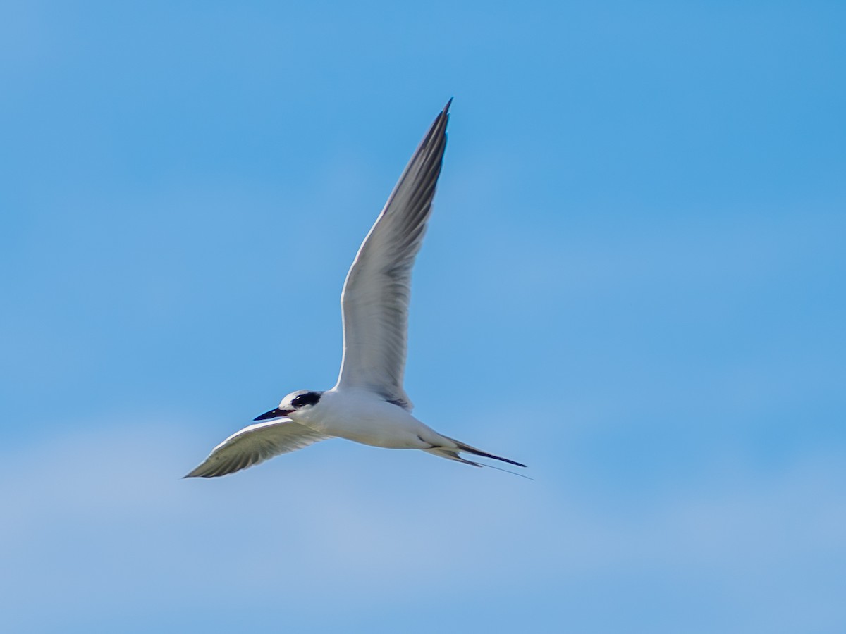 Крячок неоарктичний - ML645964426