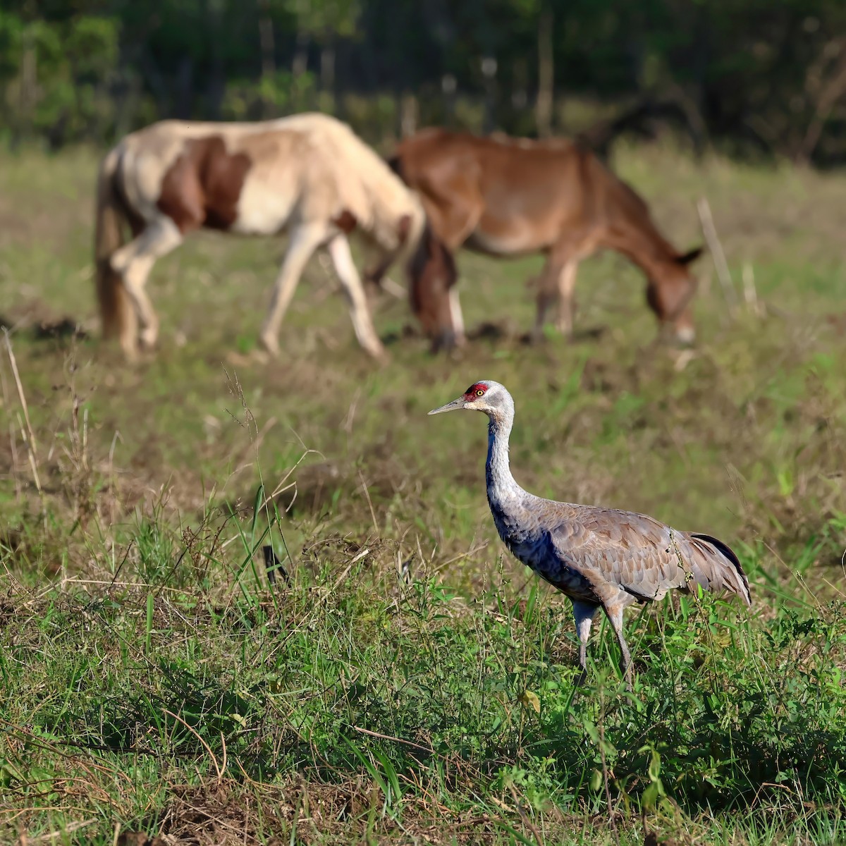 Sandhill Crane - ML645964433