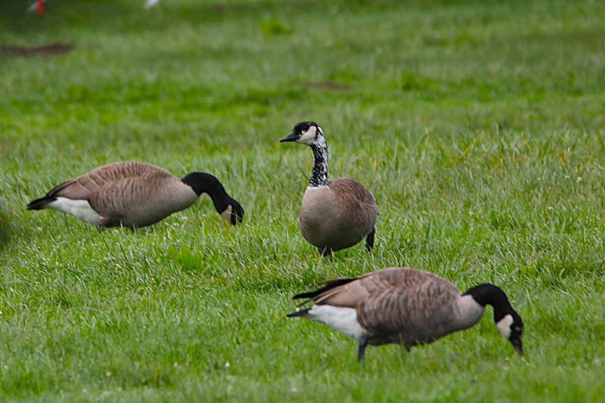 berneška velká - ML645964437