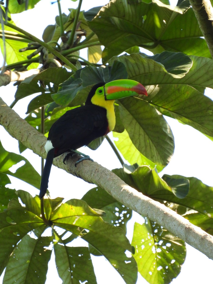 Keel-billed Toucan - ML645964438