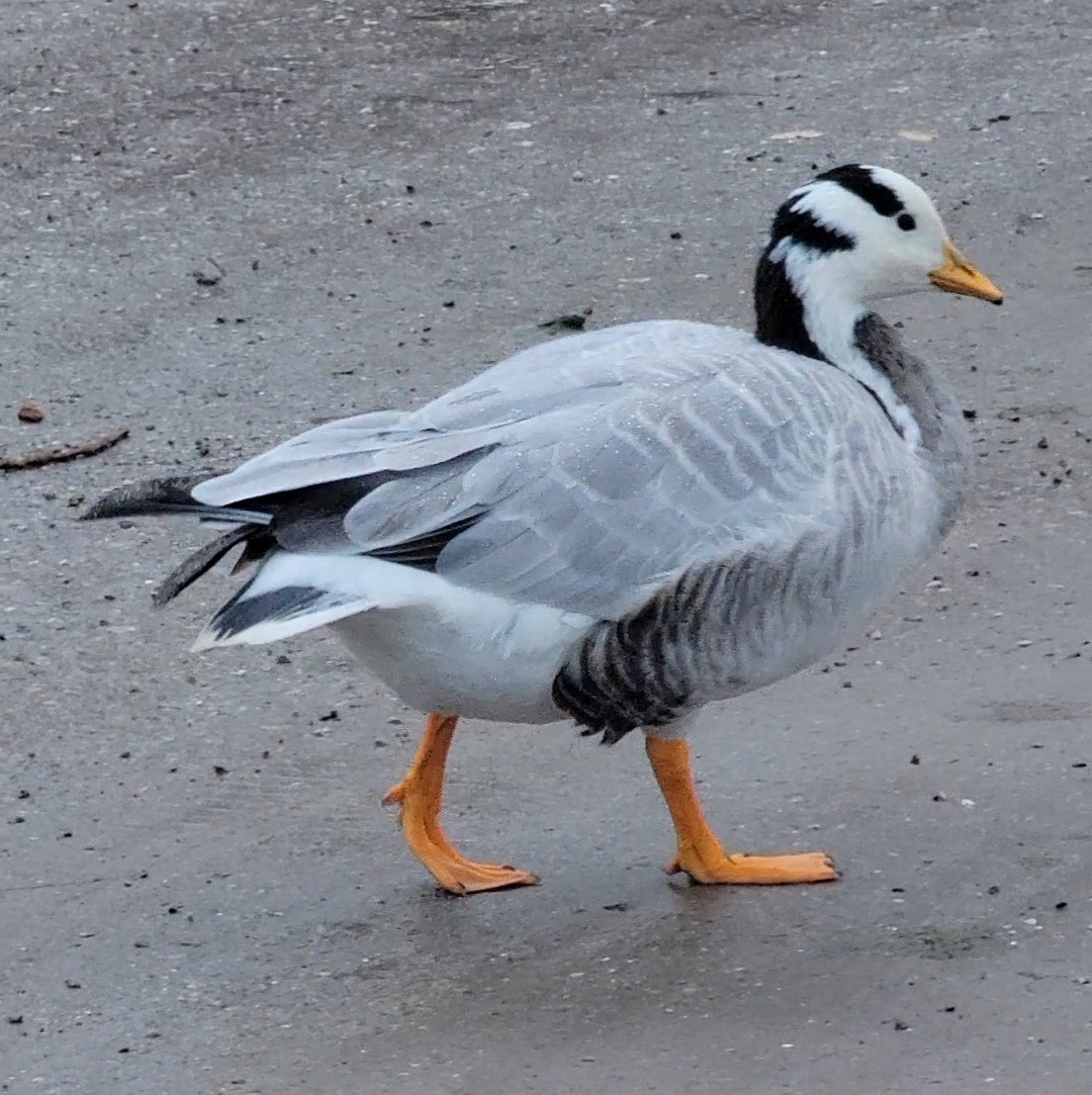 Bar-headed Goose - ML645964445