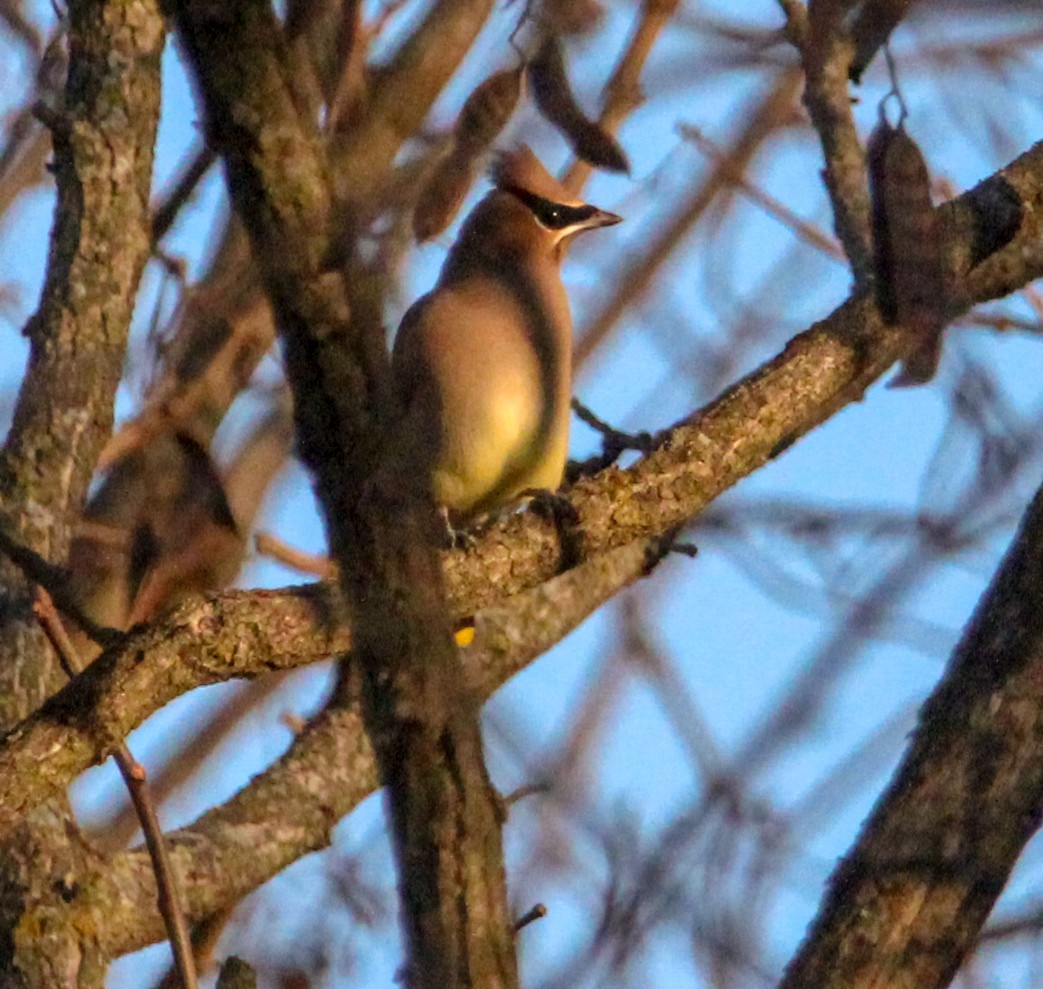 ציצנית אמריקנית - ML645964446