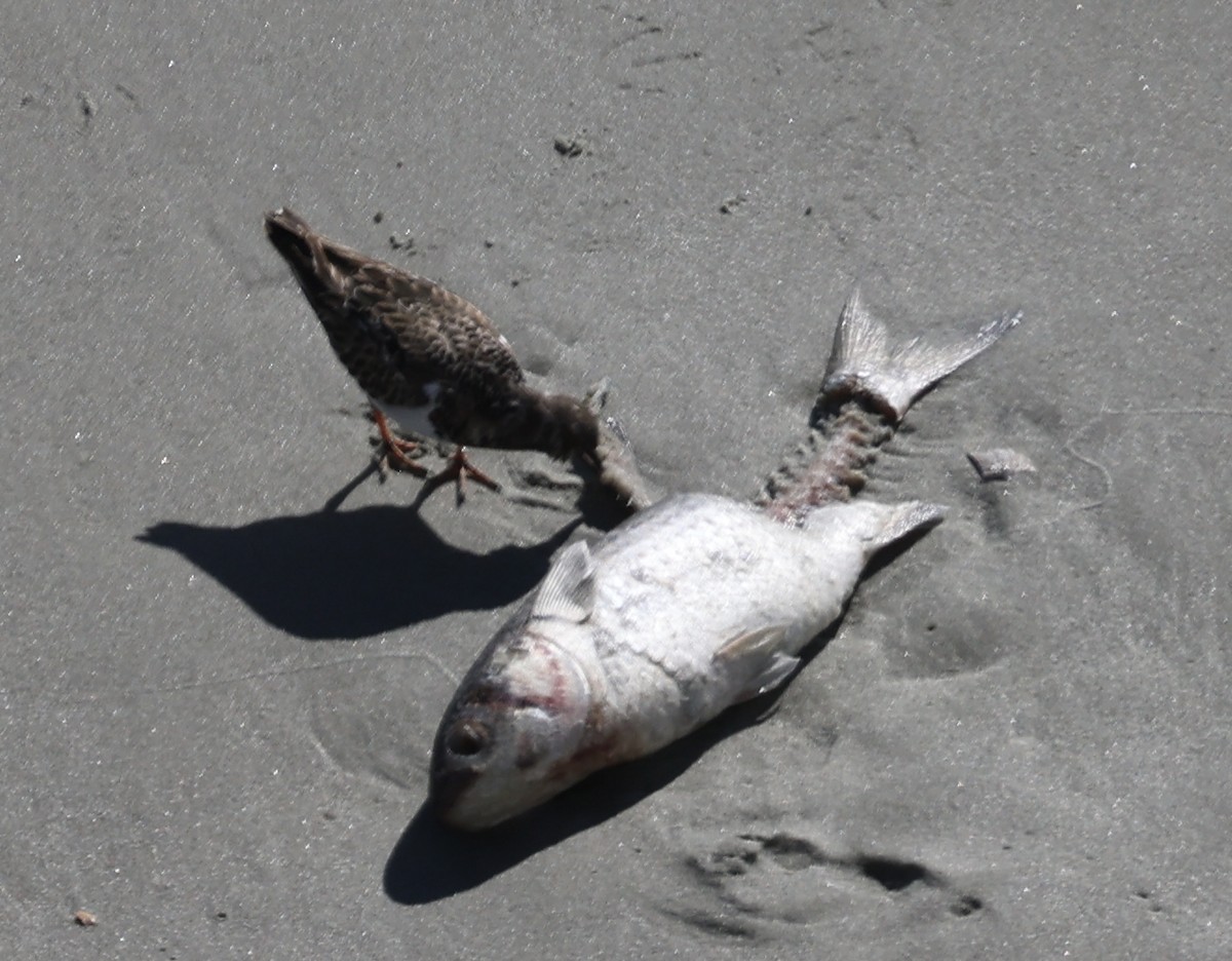 ארנריה אדמונית - ML645964447