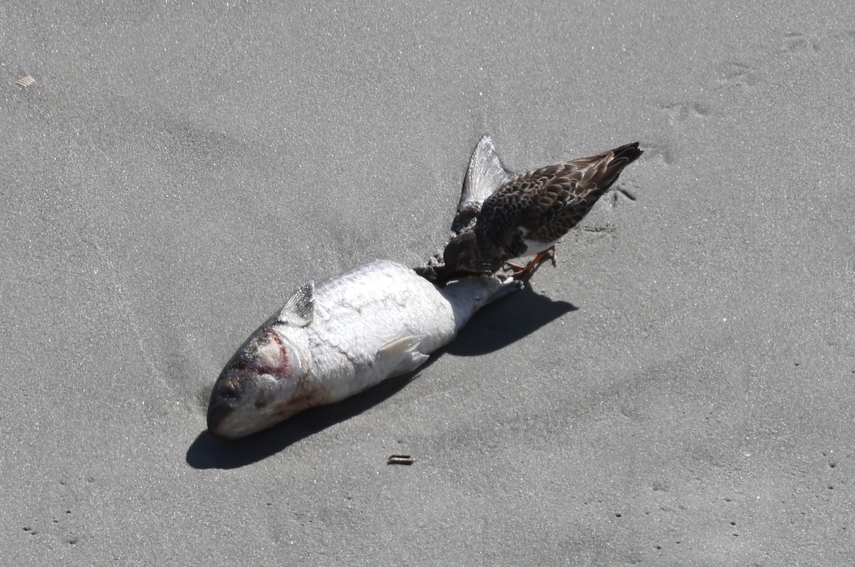 ארנריה אדמונית - ML645964448