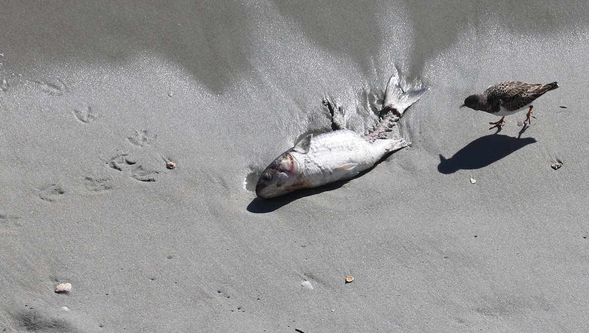 ארנריה אדמונית - ML645964449