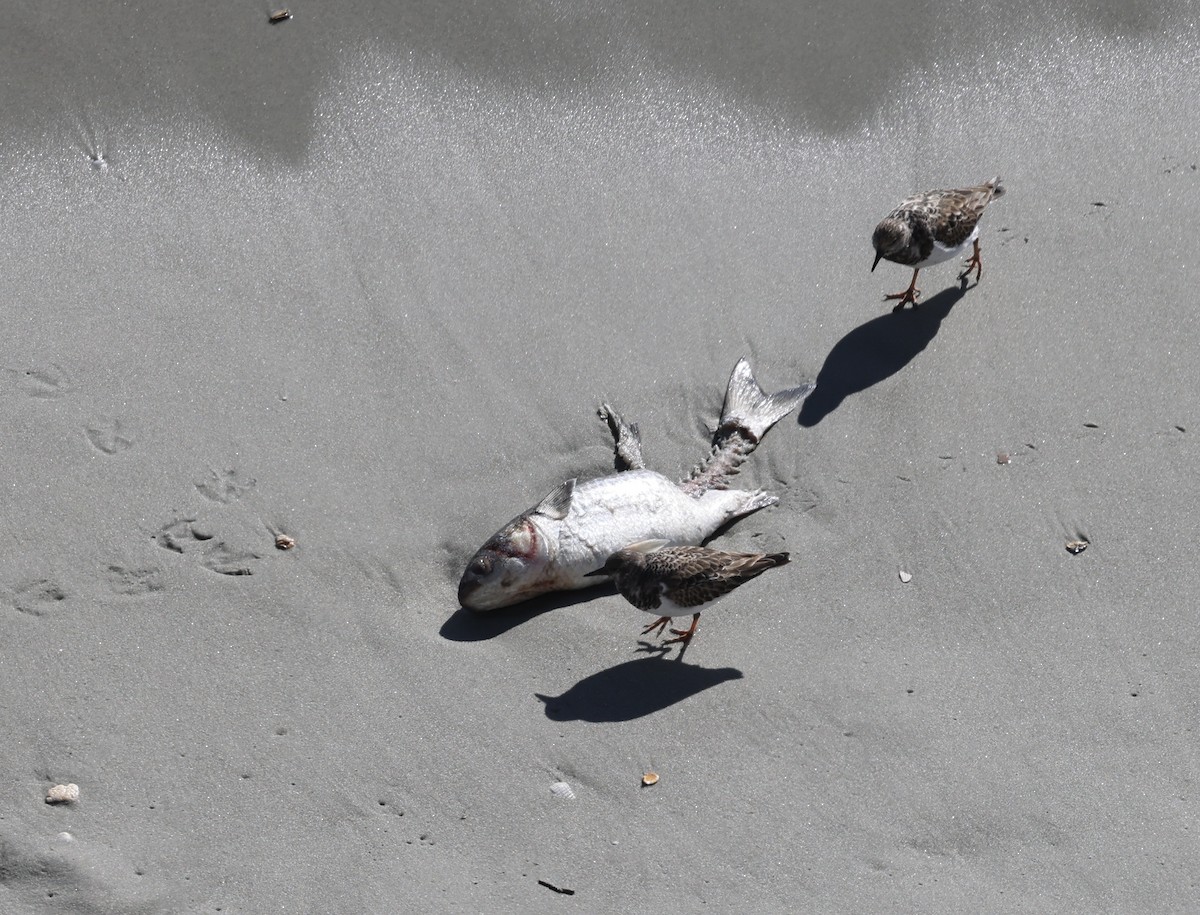 ארנריה אדמונית - ML645964450