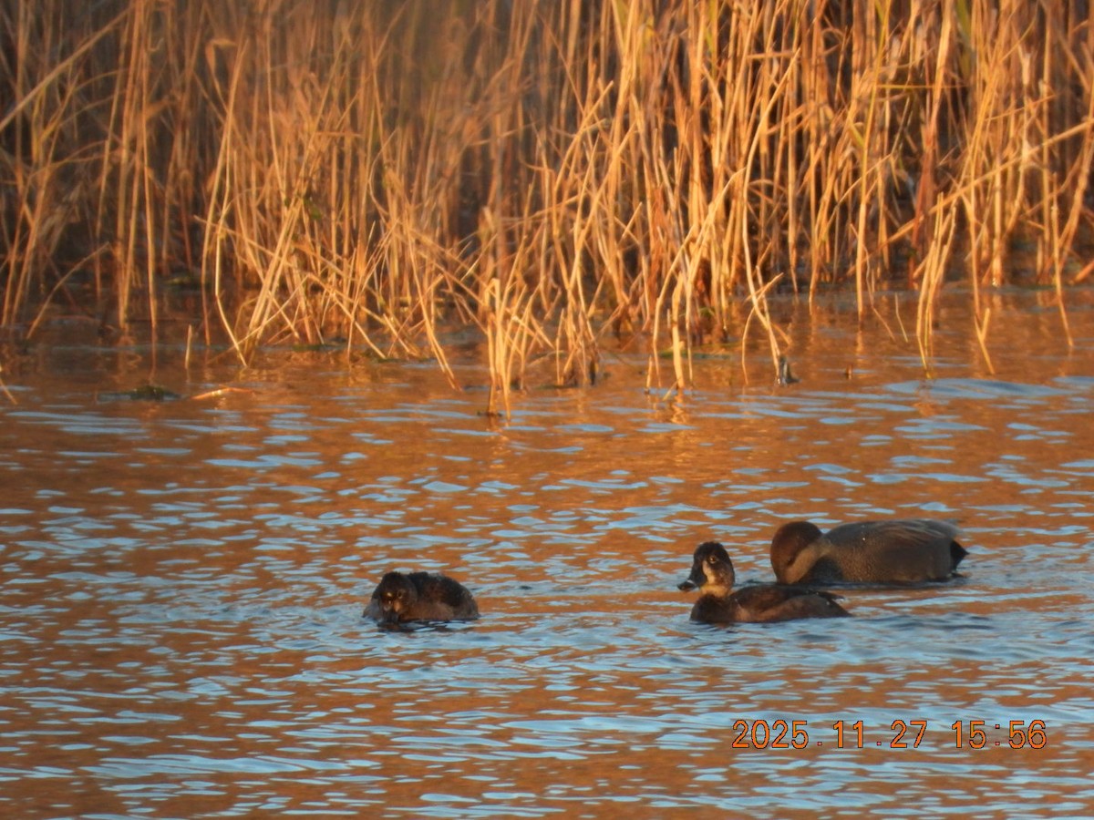 Fuligule à collier - ML645964451