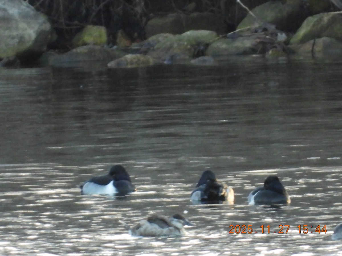 Fuligule à collier - ML645964452