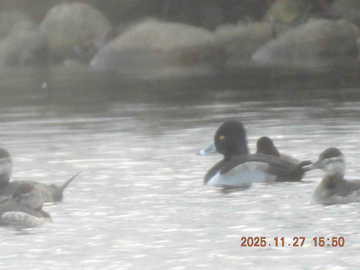 Fuligule à collier - ML645964453