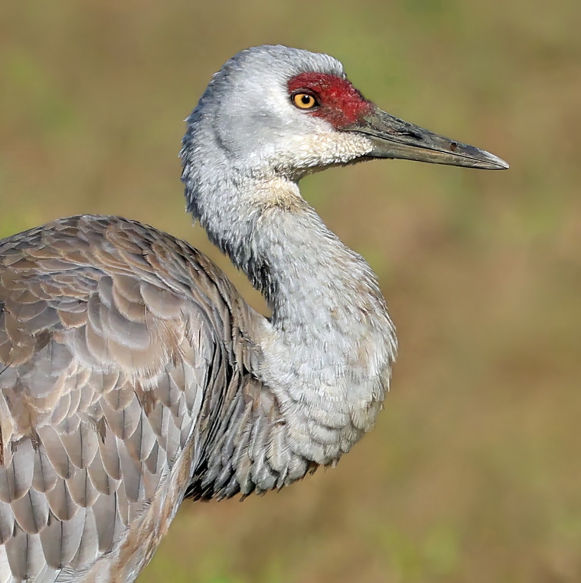 Sandhill Crane - ML645964454