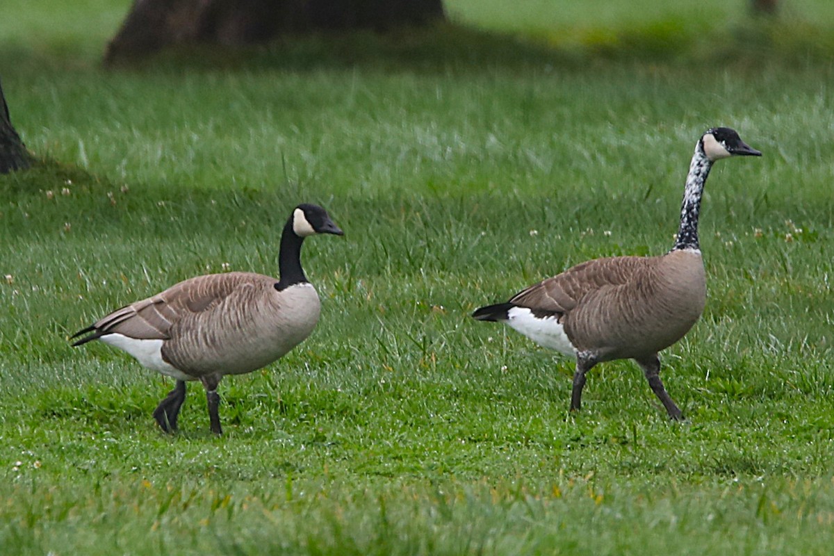 ברנטה קנדית - ML645964455