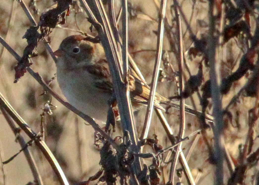 Field Sparrow - ML645964456