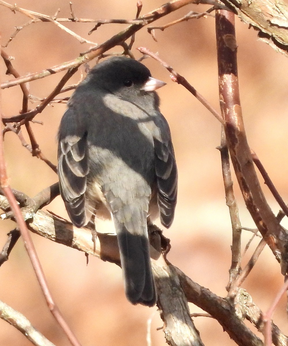 Dark-eyed Junco (Slate-colored) - ML645964458