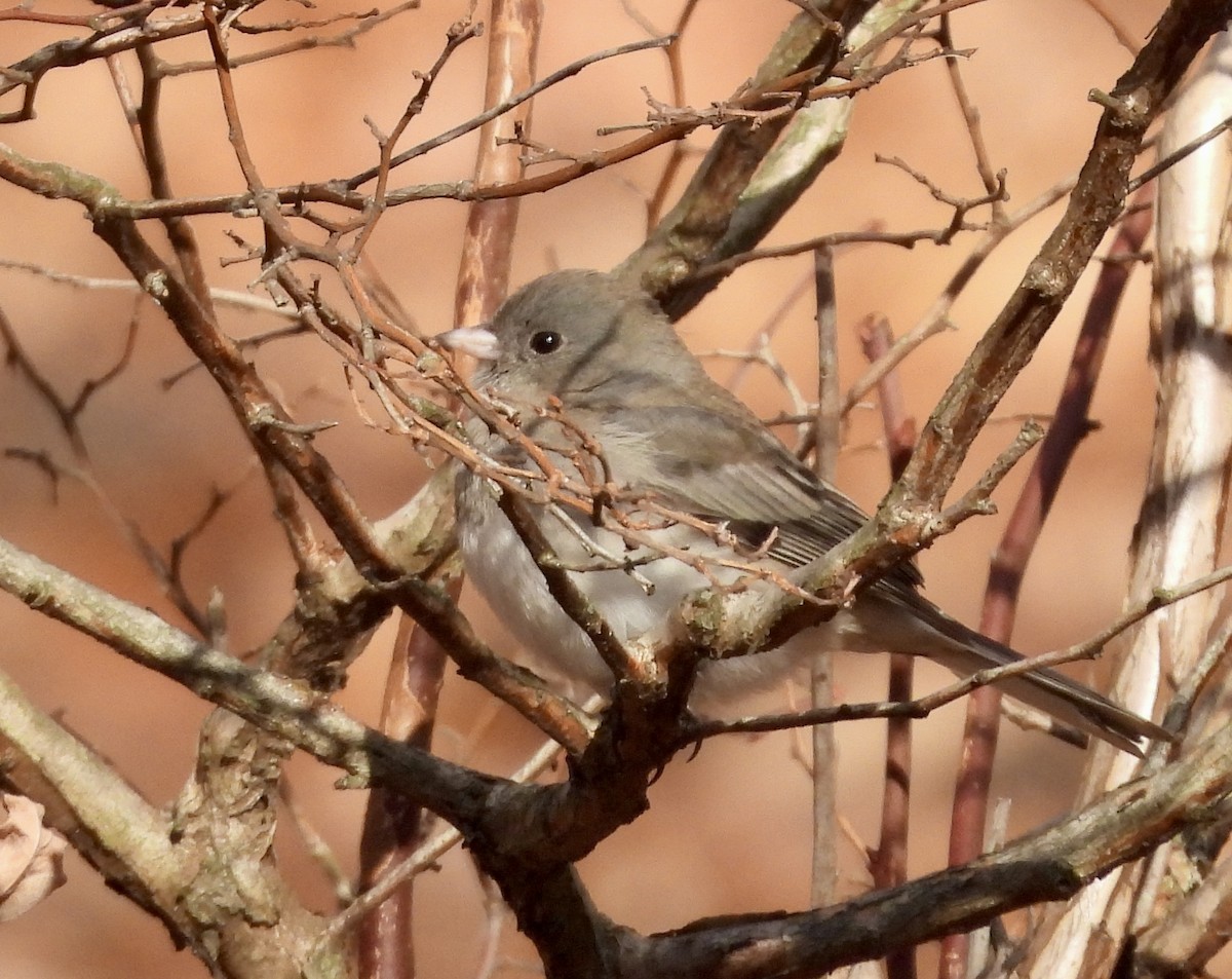 Dark-eyed Junco (Slate-colored) - ML645964459