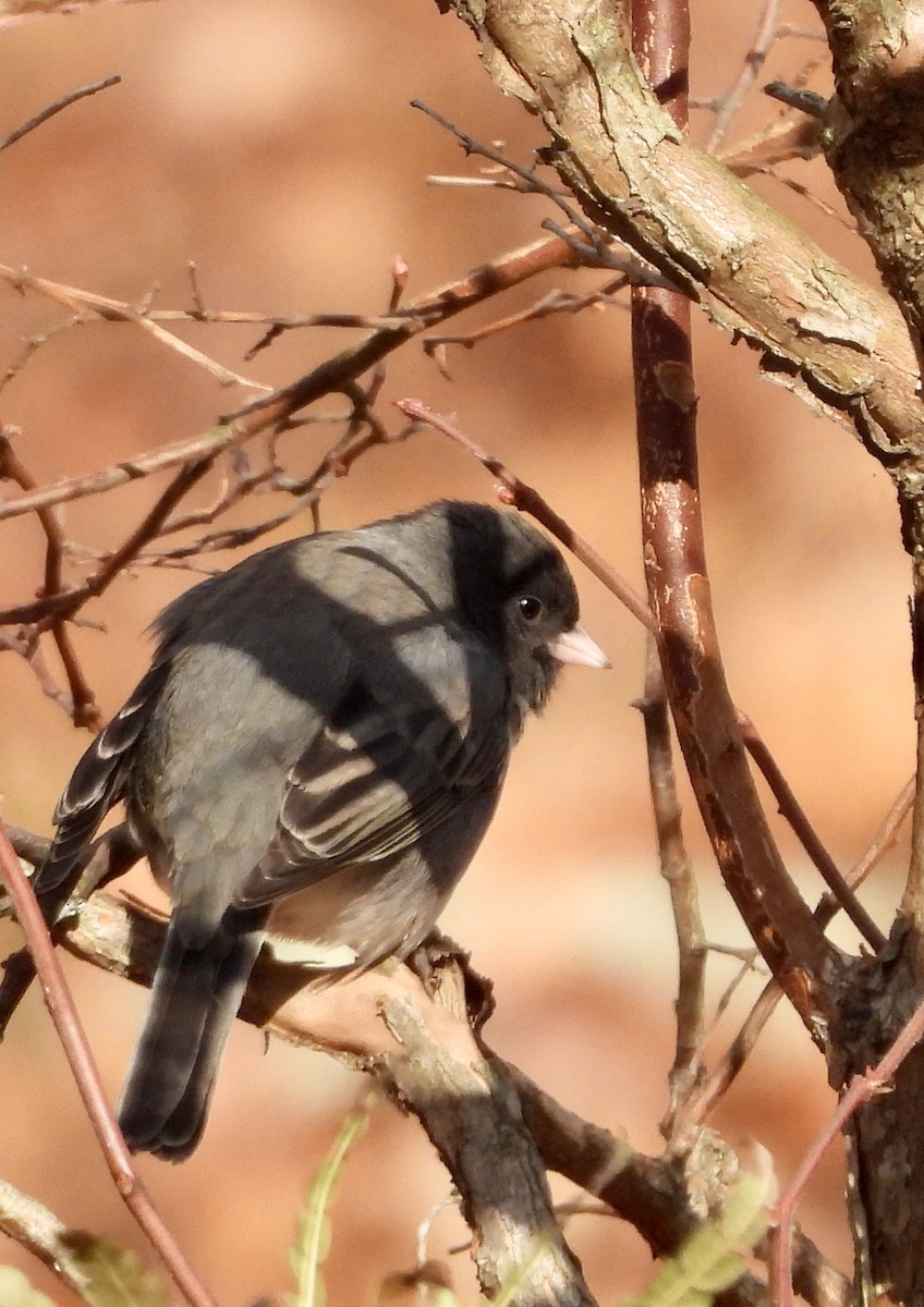 Dark-eyed Junco (Slate-colored) - ML645964460