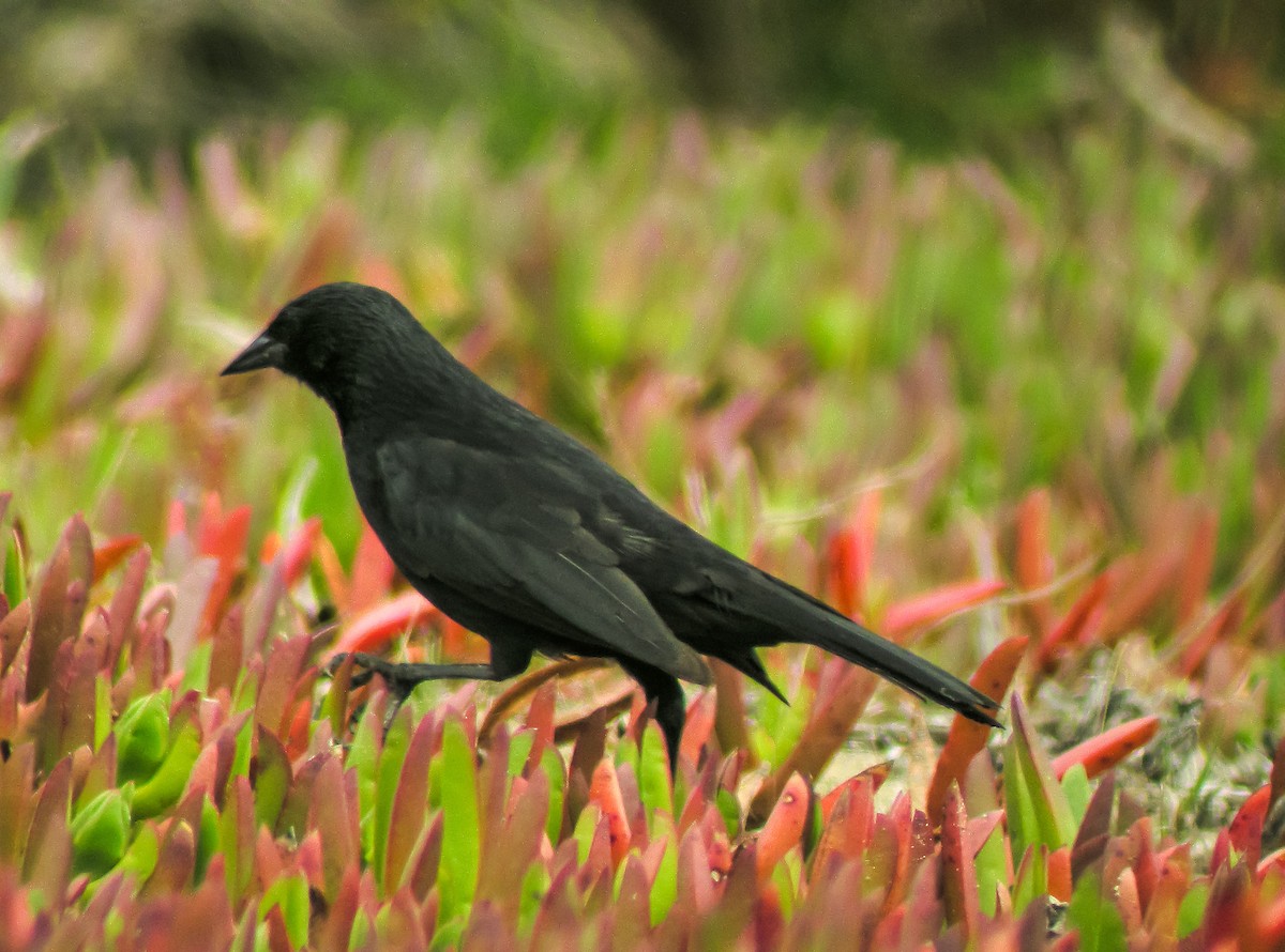 Austral Blackbird - ML645964461