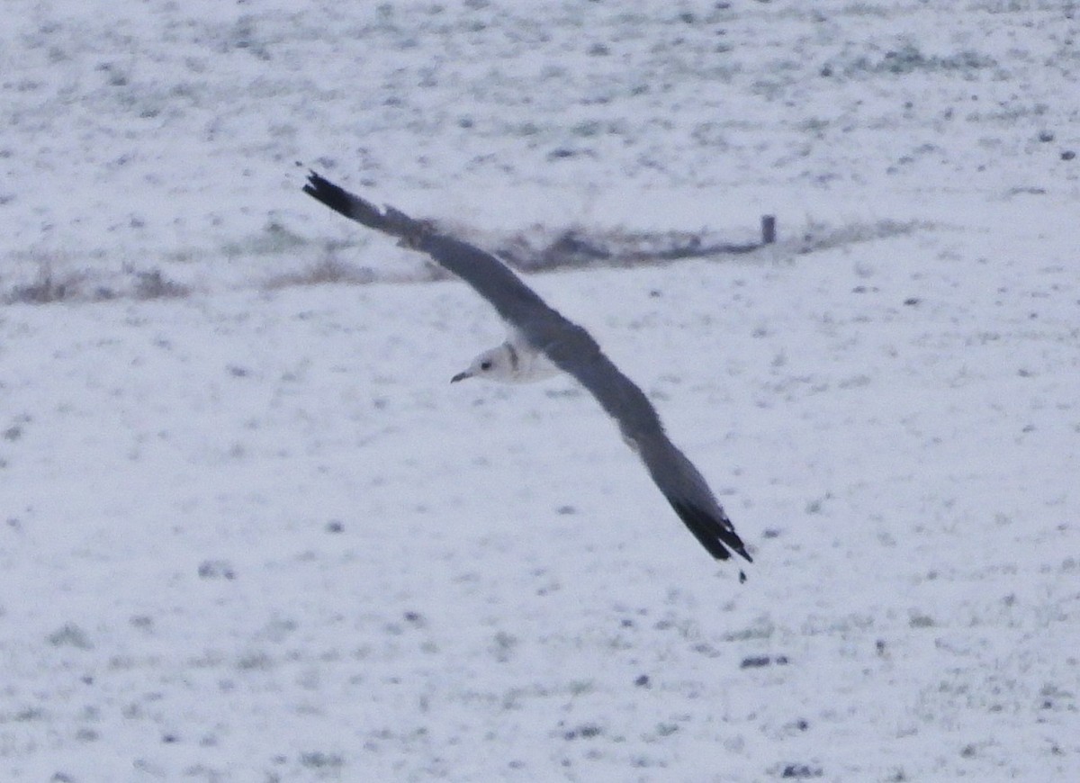 שחף אפרורי - ML645964462