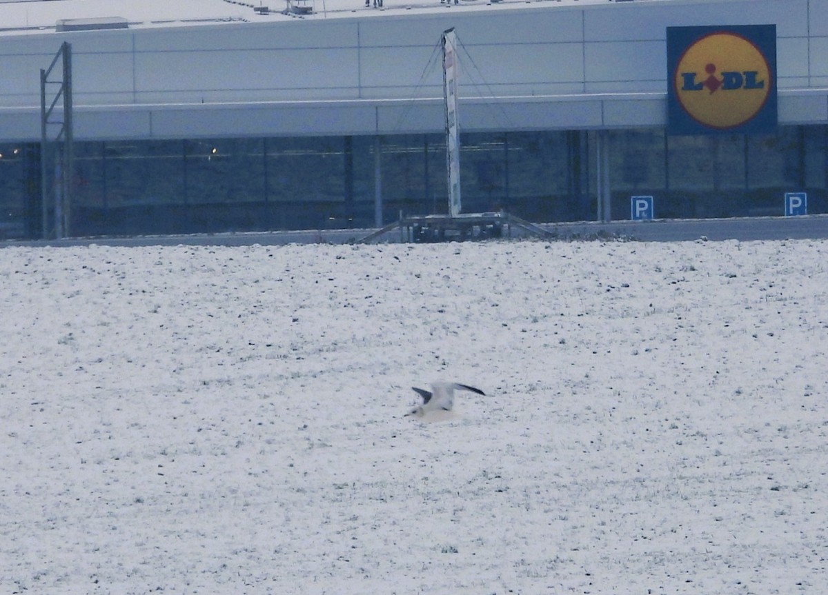 שחף אפרורי - ML645964463