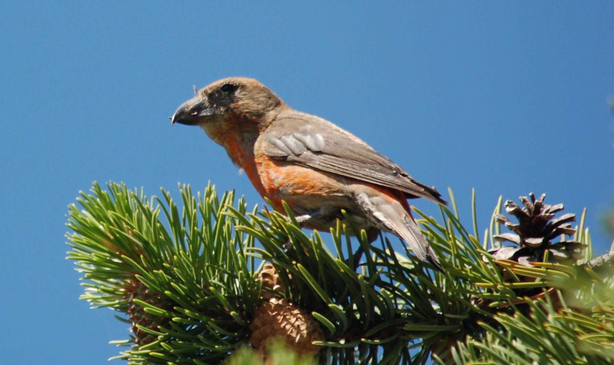 צלוב-מקור אדום - ML645964464