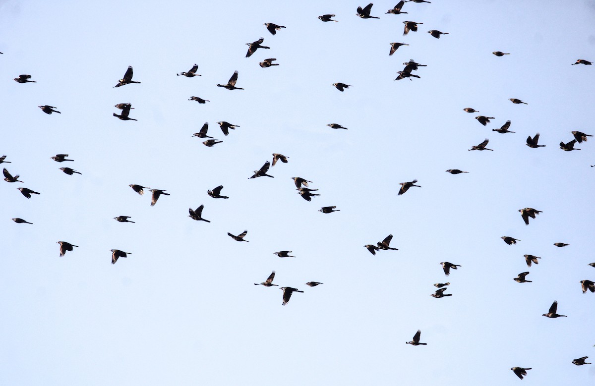 Common Grackle - ML645964465