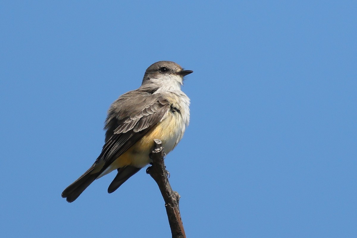 Vermilion Flycatcher - ML645964466