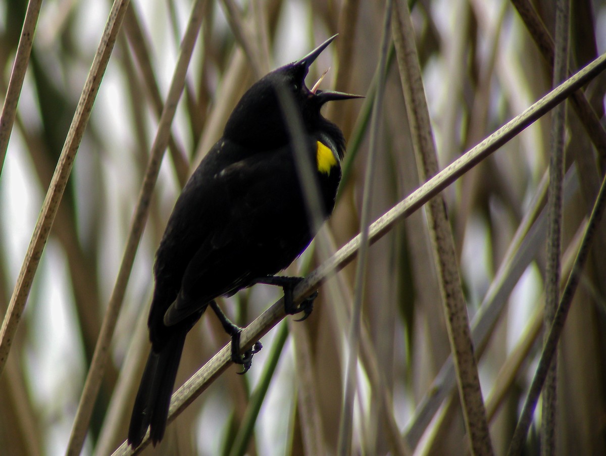 Yellow-winged Blackbird - ML645964467