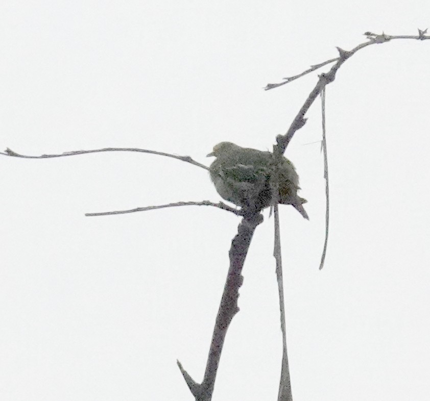 Sri Lanka Green-Pigeon - ML645964468