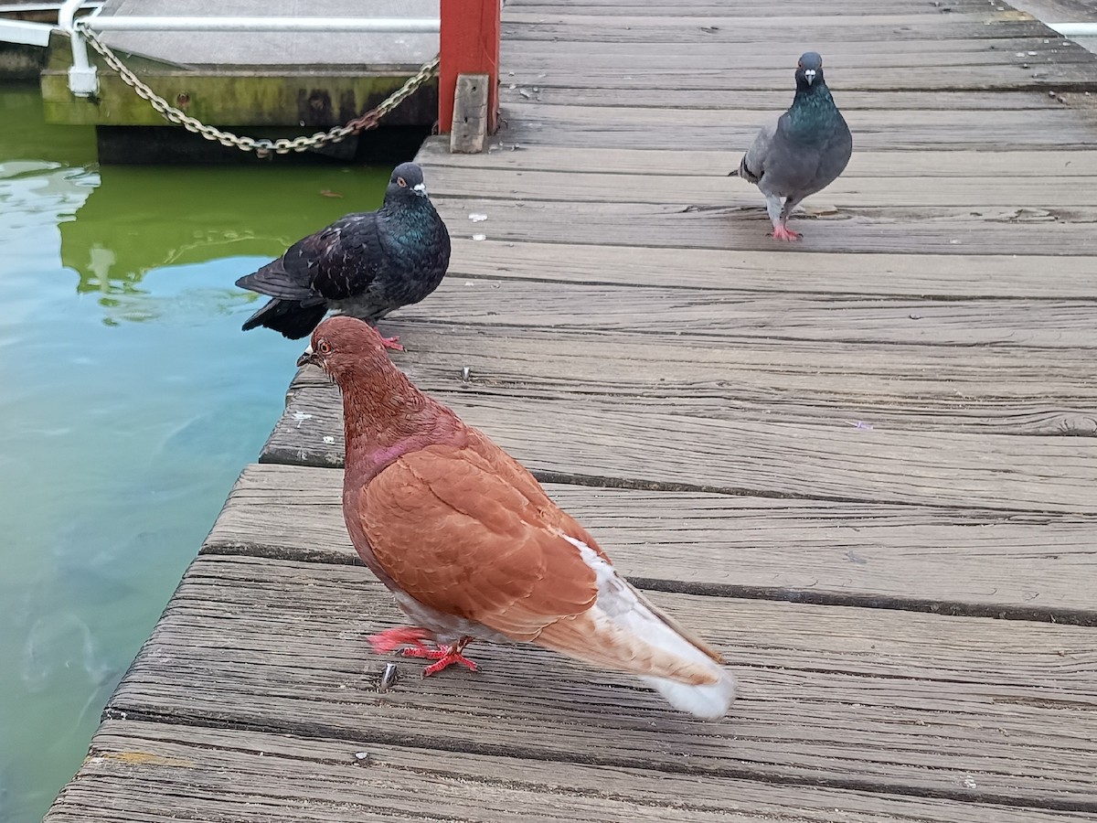 יונת בית - ML645964469