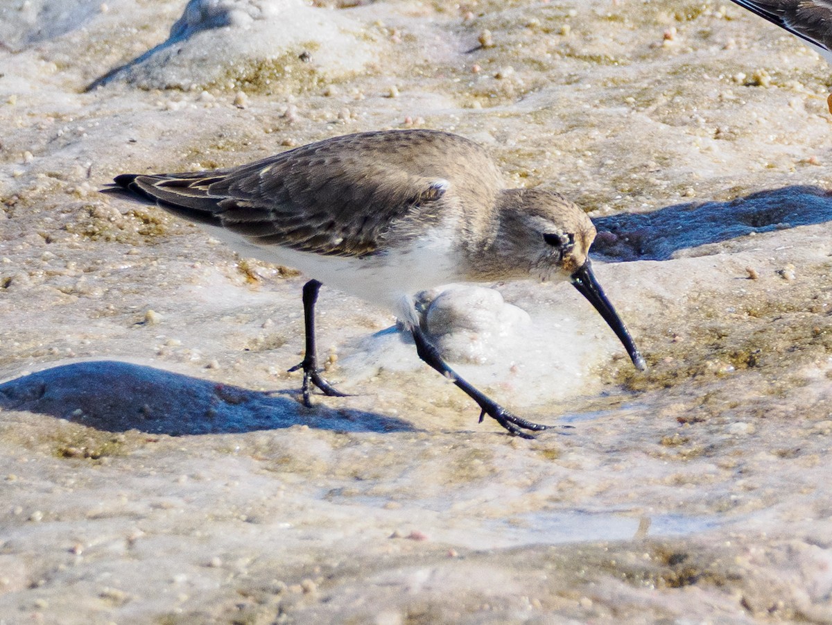 חופית אלפינית - ML645964470