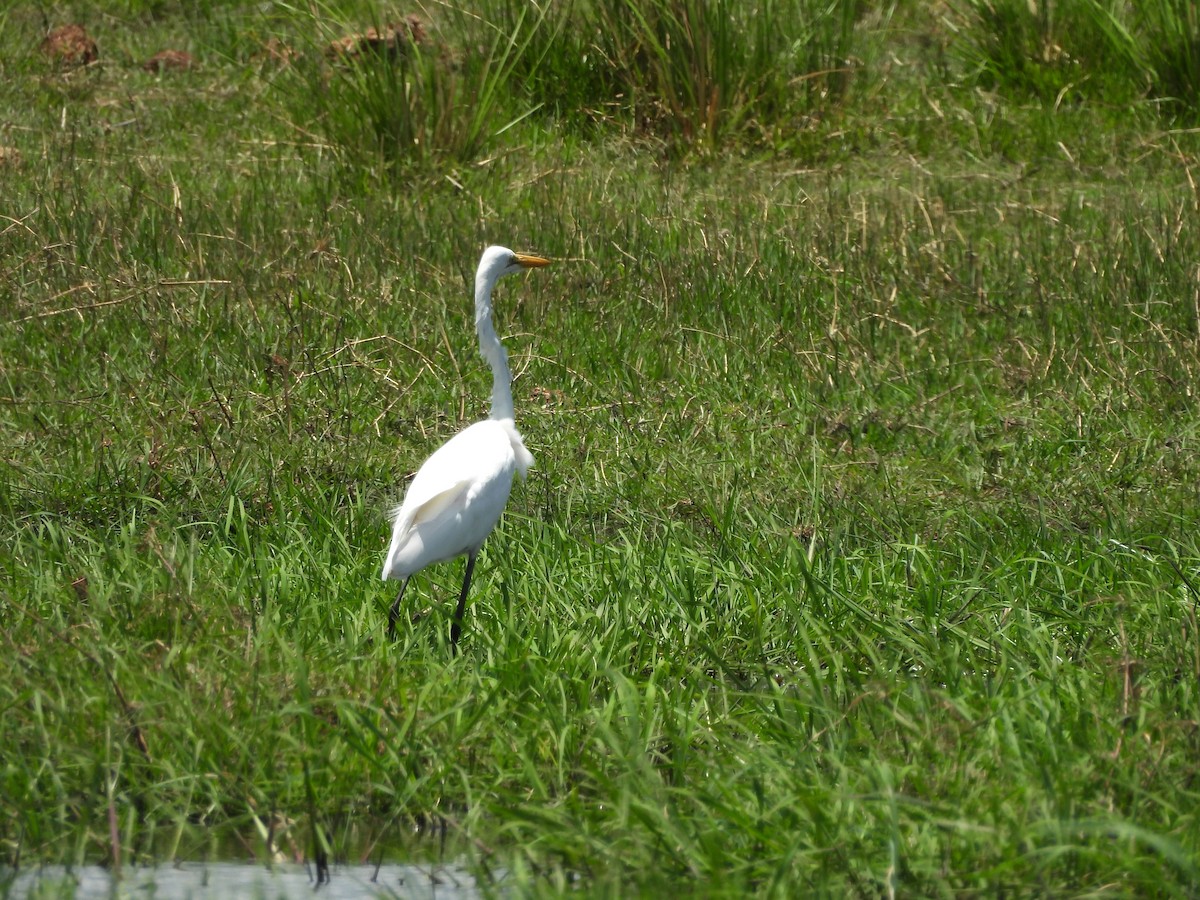 לבנית גדולה - ML645964471