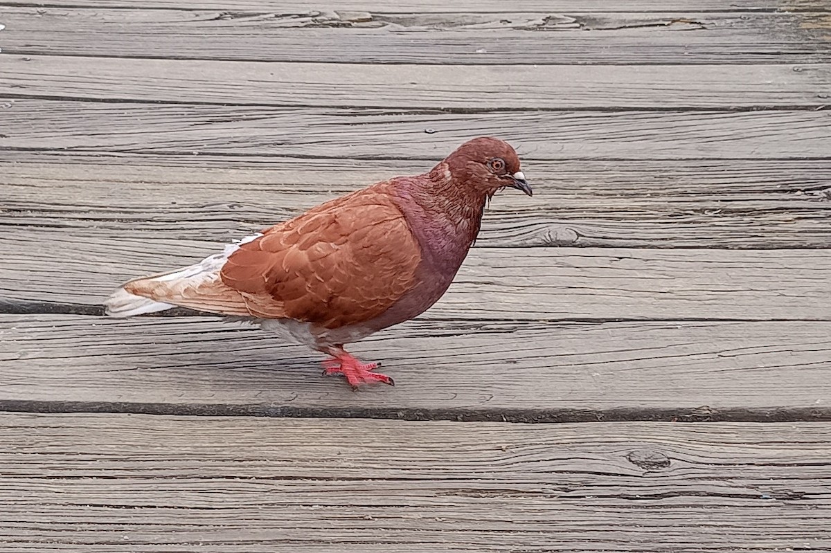 יונת בית - ML645964472