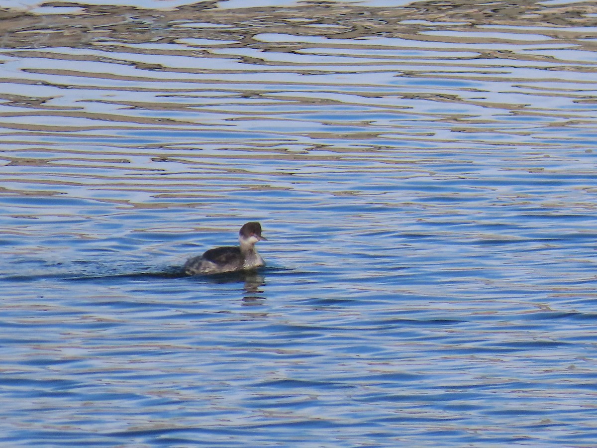 Eared Grebe - ML645964473