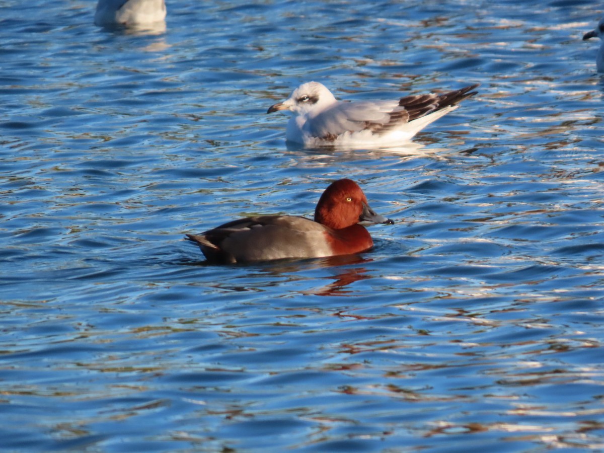 צולל חלודי - ML645964474