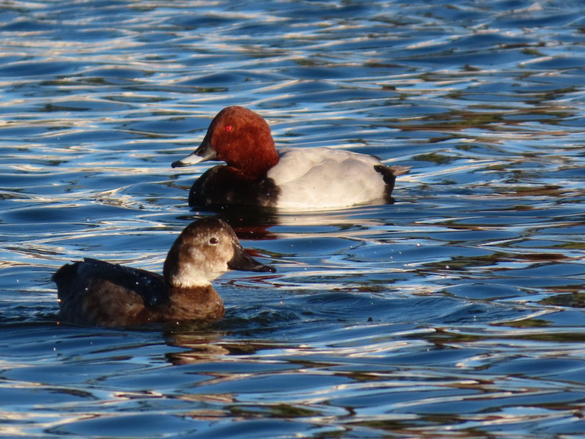 צולל חלודי - ML645964475