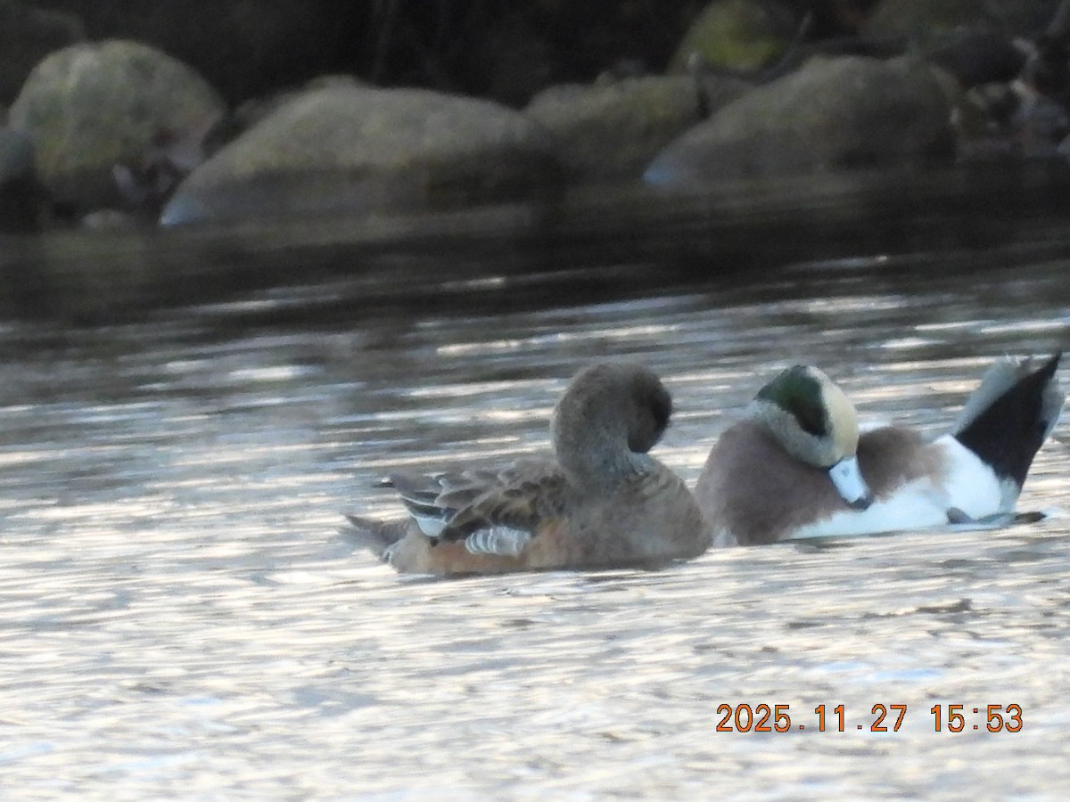 American Wigeon - ML645964479