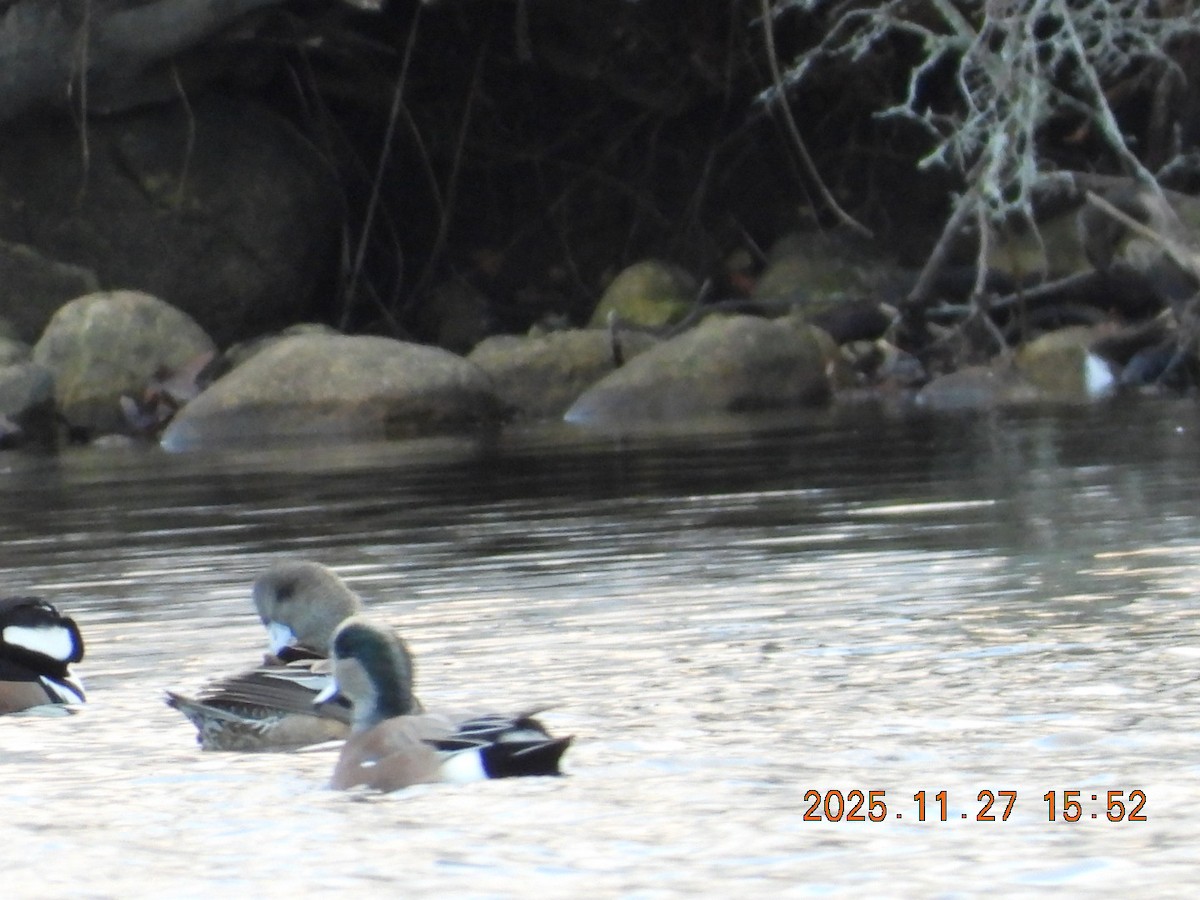 American Wigeon - ML645964480