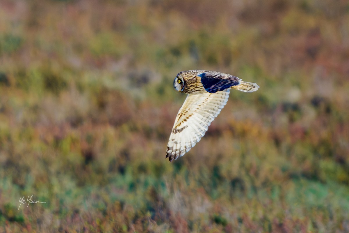 Zingira-hontza - ML645964481